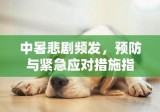 中暑悲剧频发，预防与紧急应对措施指南