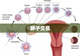 卵子交易的伦理与道德思考