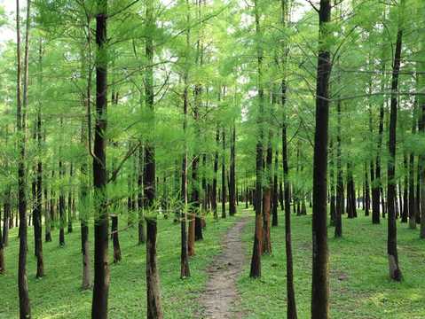 农村荒地可以种树吗  第1张