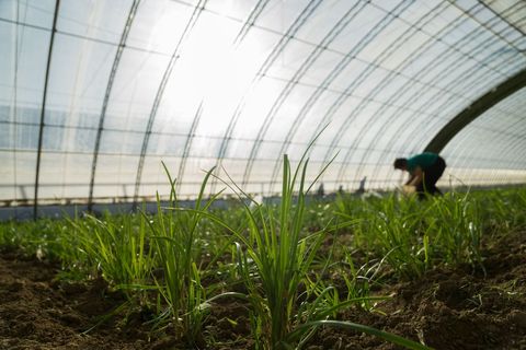 蔬菜大棚被拆迁棚里的蔬菜应该怎么赔偿  第1张