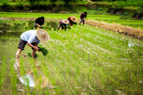 国家给农民补贴的种田怎么算  第1张