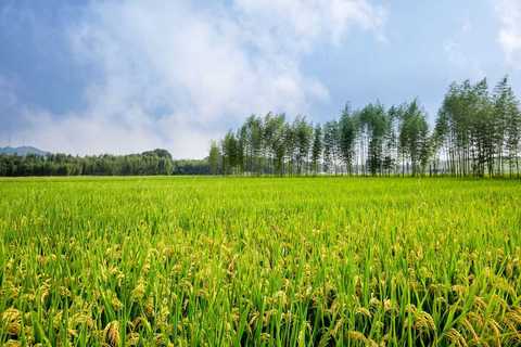 承包土地确权登记错误怎么办  第1张