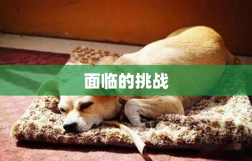 养宠物的乐趣与面临的挑战  第1张