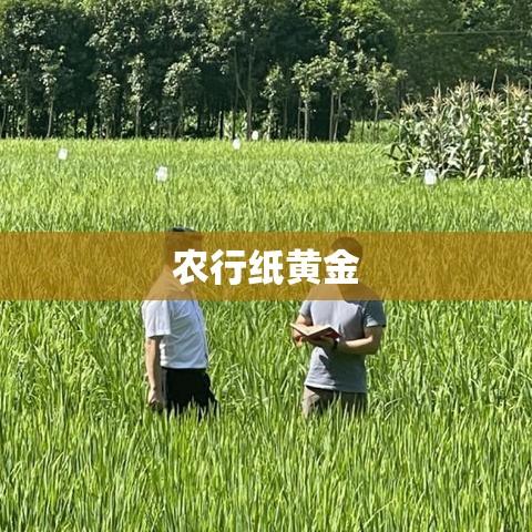 农行纸黄金，黄金投资的新优选  第1张