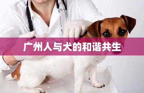 广州，人与犬的和谐共生之道  第1张