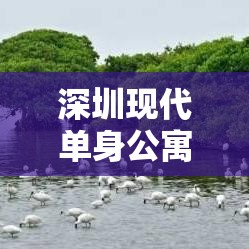 深圳现代单身公寓，都市理想栖息之地  第1张