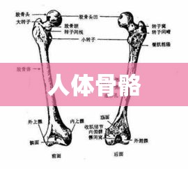 左桡骨，人体骨骼的关键组成部分  第1张