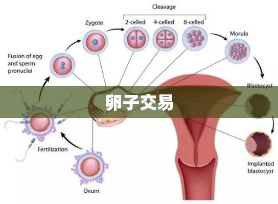 卵子交易的伦理与道德思考  第1张