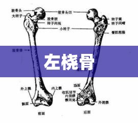 左桡骨，人体骨骼中的关键部位  第1张